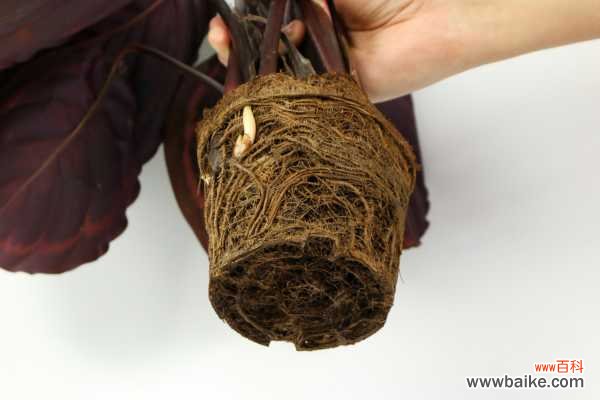 盆栽彩虹竹芋叶片发黄怎么办