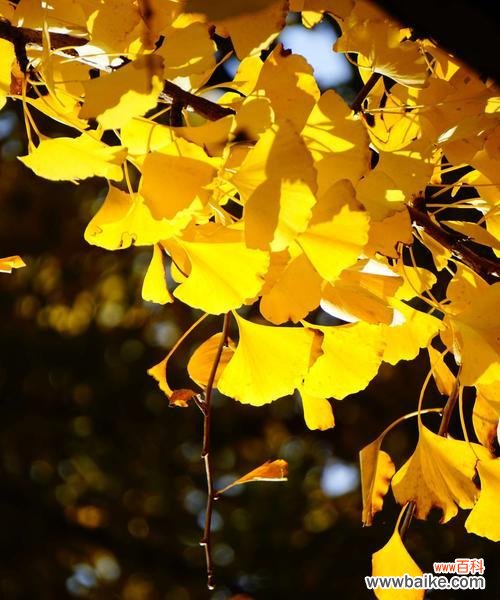 银杏树叶象征着什么？它的寓意有哪些常见问题？