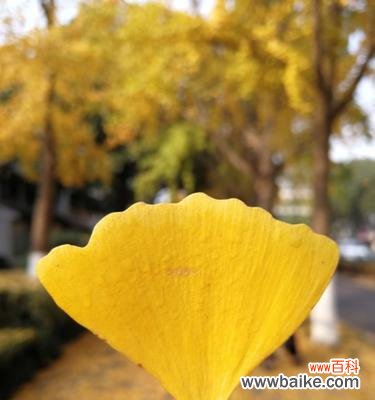 银杏树叶象征着什么？它的寓意有哪些常见问题？