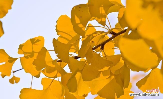 银杏树叶象征着什么？它的寓意有哪些常见问题？