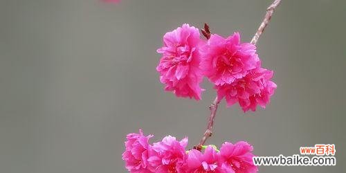 樱花代表什么含义？樱花的象征意义有哪些？