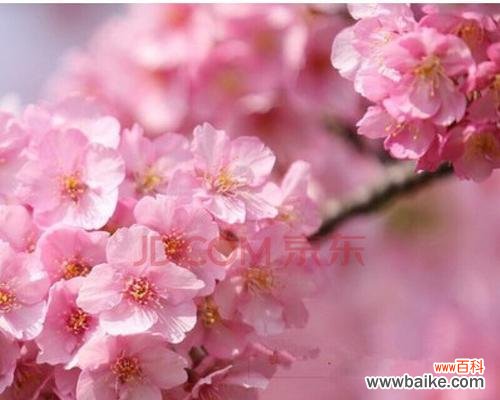 樱花代表什么含义？樱花的象征意义有哪些？