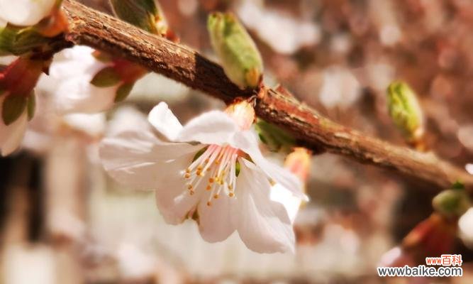 樱桃花代表什么？它的象征意义有哪些？