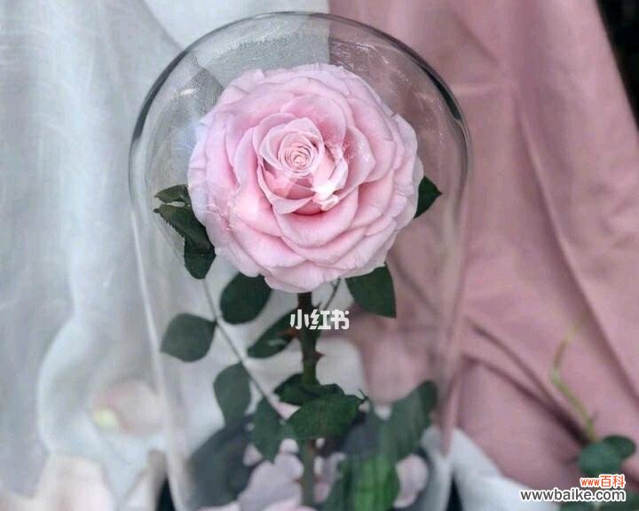 永生花的特点及养护方法有哪些？