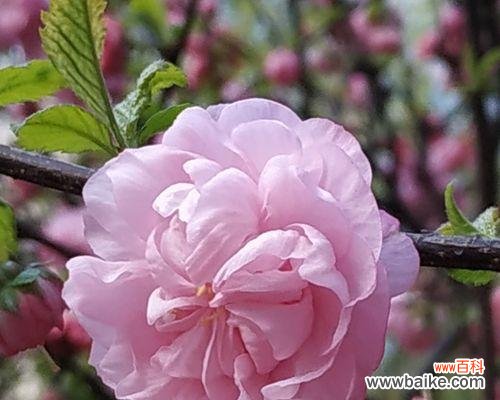 榆叶梅的花语是什么?它有哪些作用和功效?