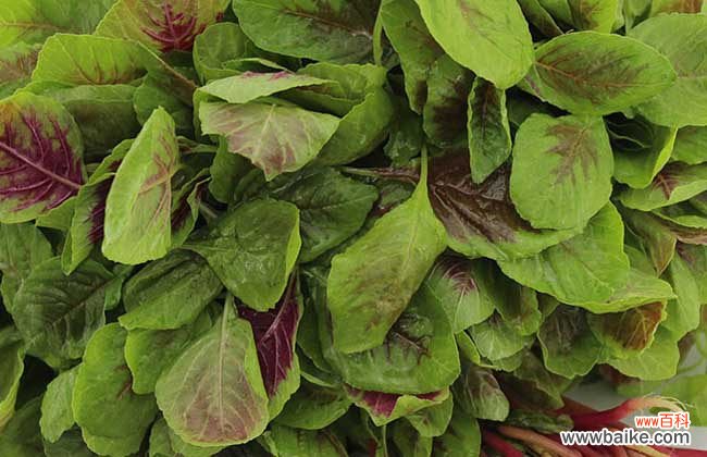 皮肤病忌口发物一览表 苋菜是不是发物?