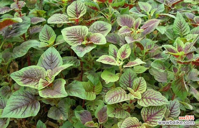 皮肤病忌口发物一览表 苋菜是不是发物?