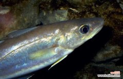 真假鳕鱼识别图片 鳕鱼的真假如何鉴别？