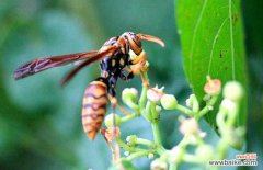 被牛角蜂蛰了会自愈吗 被牛角蜂蛰了怎么办？