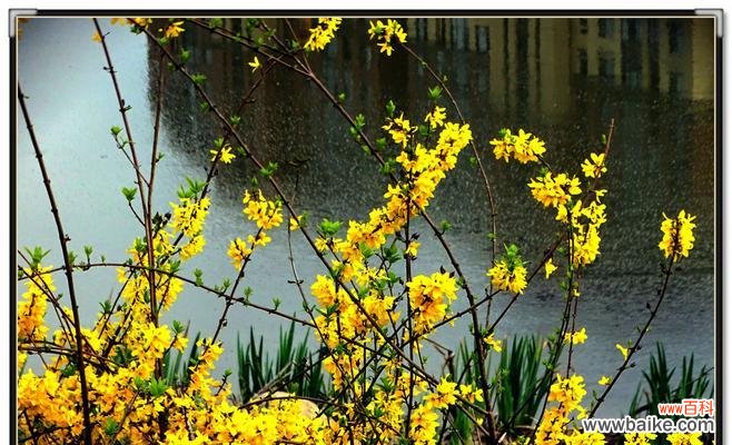 春季必见的迎春花,了解一下它的独特魅力 迎春花的样子和特点