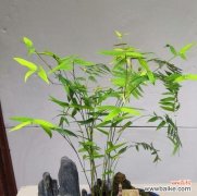 原因分析及预防方法 水竹叶子为什么会发黄？