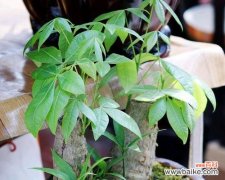 让你的发财树茁壮成长 发财树养护指南