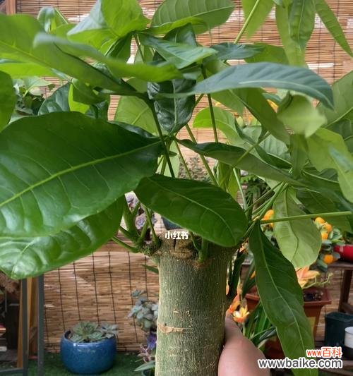 让你的发财树茁壮成长 发财树养护指南