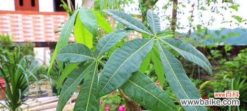 让你的发财树茁壮成长 发财树养护指南