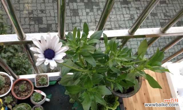 修剪技巧、时间、工具、注意事项 如何修剪菊花,使其矮头又多花?