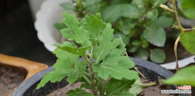 修剪技巧、时间、工具、注意事项 如何修剪菊花,使其矮头又多花?