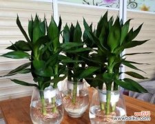 掌握正确方法，让观音竹永保青翠 观音竹养护全指南