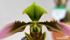 从选苗到施肥，学会这些技巧让你的兜兰更茂盛 兜兰的养殖方法和注意事项