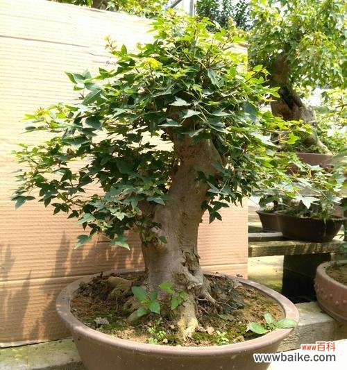 精细护理使盆景常青 打造三角枫盆景的养护秘籍