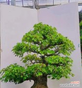 精细护理使盆景常青 打造三角枫盆景的养护秘籍