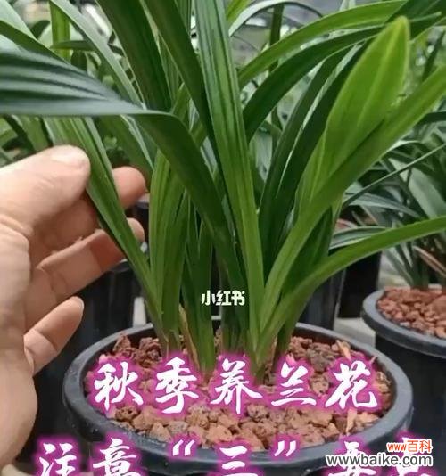 学会这些技巧，让你的兰花更美 如何正确养殖兰花