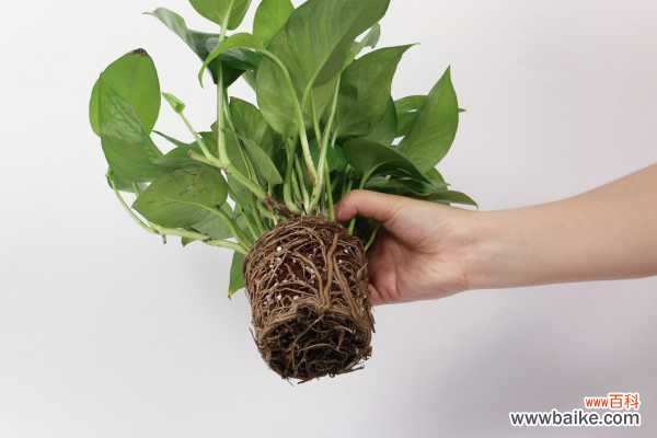 冬天绿萝叶子发黑发软怎么办