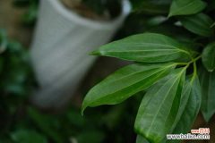 平安树黑杆要剪断吗