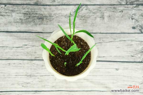 香雪兰不开花是什么原因