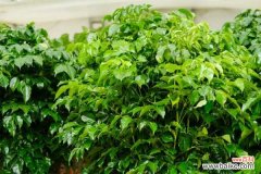 绿宝掉叶子还能长吗