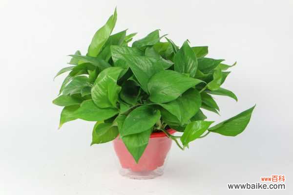 绿萝冻死下一年还会再长出来吗