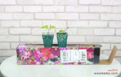 铁线莲冬天会冻死吗