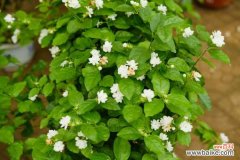 为什么茉莉春天不发新芽