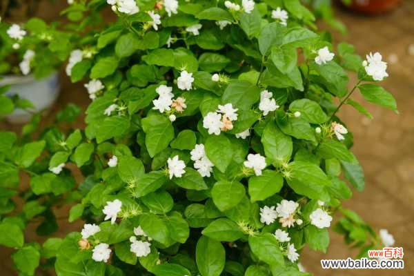 为什么茉莉春天不发新芽