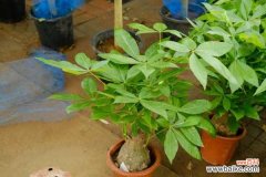 发财树树干变软了还能活吗