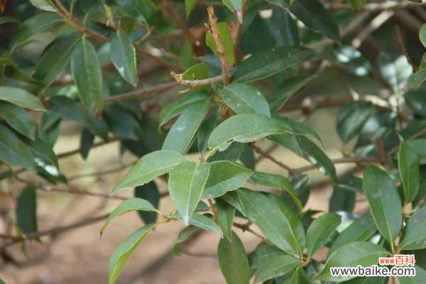 桂花树干叶是什么原因