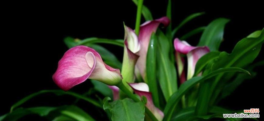 美丽而坚韧的花朵 马蹄莲花语象征与寓意