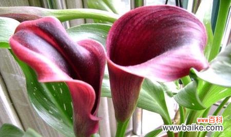 美丽而坚韧的花朵 马蹄莲花语象征与寓意