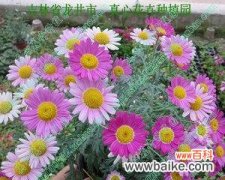 探寻玛格丽特花的象征意义 玛格丽特花的寓意——坚强与希望的象征