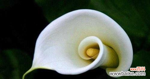 盛开绽放的马蹄莲 马蹄莲之美——花开的坚韧与喜悦