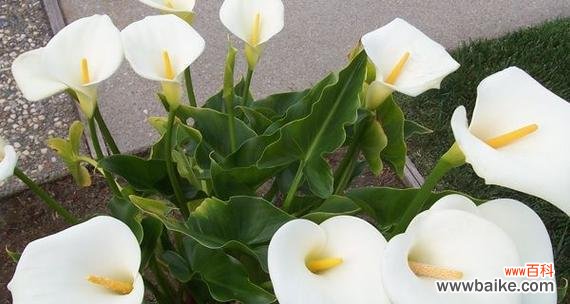 盛开绽放的马蹄莲 马蹄莲之美——花开的坚韧与喜悦