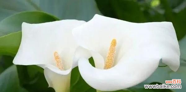 盛开绽放的马蹄莲 马蹄莲之美——花开的坚韧与喜悦