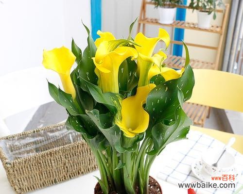 探寻马蹄莲背后的意义 马蹄莲的寓意与象征