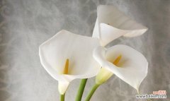 探索马蹄莲花的花语之美 马蹄莲花语——爱情与美丽的象征