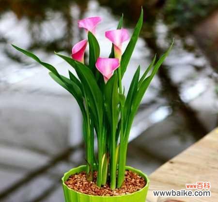 探索马蹄莲花的花语之美 马蹄莲花语——爱情与美丽的象征