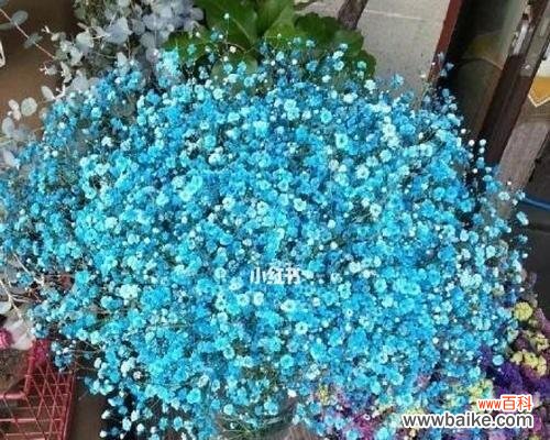 揭示满天星不同颜色花语的意义与象征 满天星花语之色彩缤纷的寓意