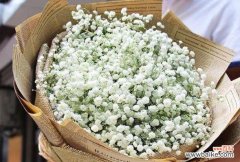 揭示满天星不同颜色花语的意义与象征 满天星花语之色彩缤纷的寓意