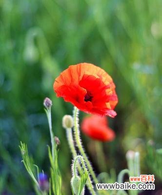 虞美人的花语及传说有哪些常见问题？