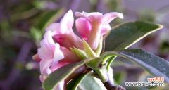 鱼腥草的花语是什么？关于鱼腥草有哪些传说故事？