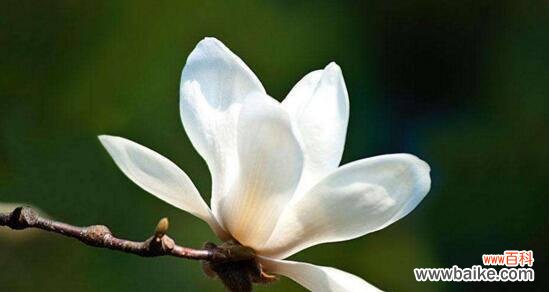 玉兰花象征着什么？有哪些关于它的美丽传说？