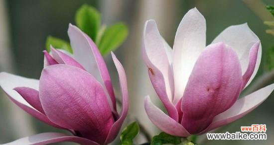 玉兰花象征着什么？有哪些关于它的美丽传说？